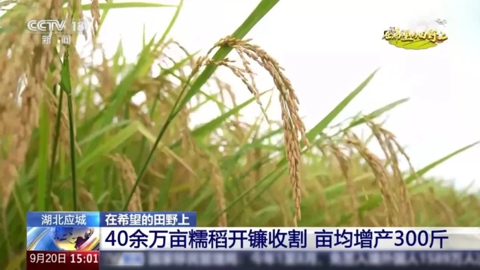 央视聚焦！开云网页版登录入口这台“收稻神器”刷屏湖北田野
